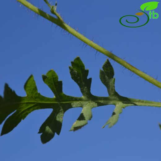 Papaver rhoeas