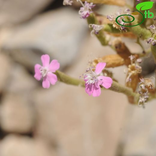 Caryophyllaceae-Karanfilgiller