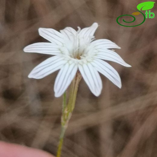 Caryophyllaceae-Karanfilgiller