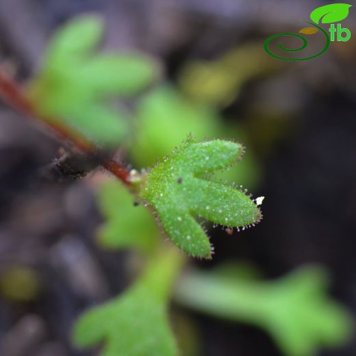 Saxifraga tridactylites