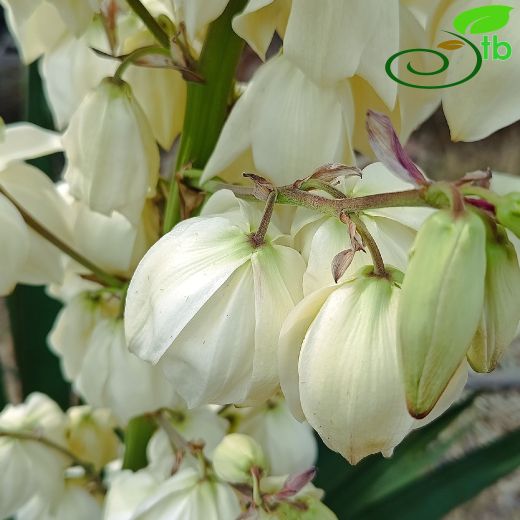 Asparagaceae-Kuşkonmazgiller