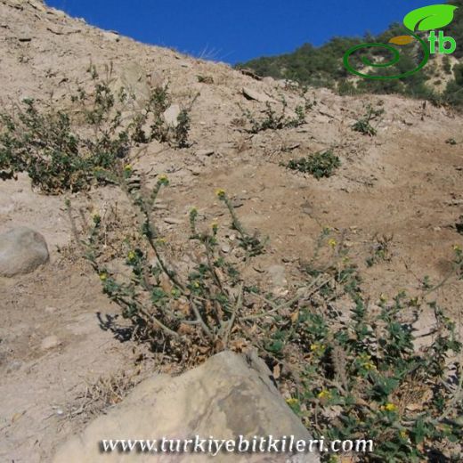 Heliotropium thermophilum