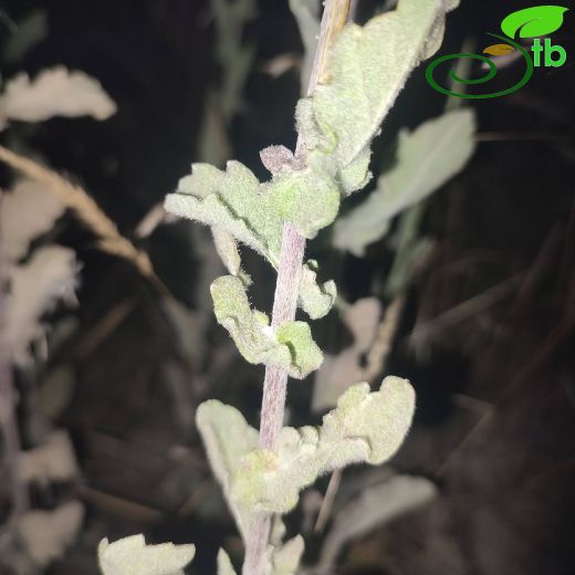 Senecio mollis