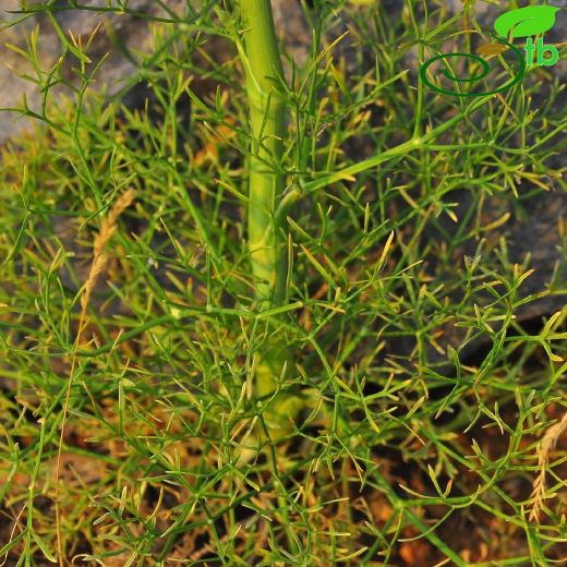Seseli tortuosum