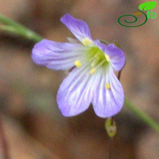 Moenchia coerulea
