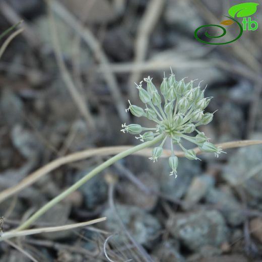 Allium decumbens