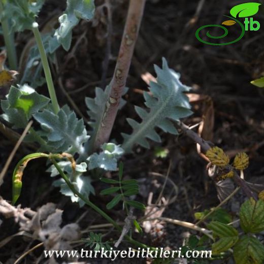 Glaucium flavum