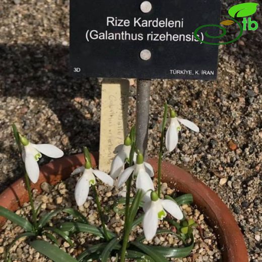 Galanthus rizehensis