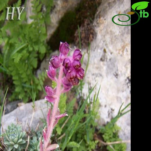 Saxifraga sempervivum