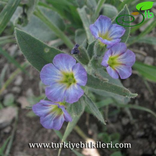 Nonea versicolor