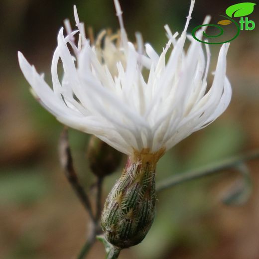 Centaurea inermis