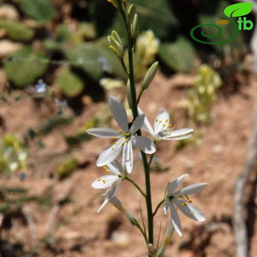 Anthericum-Örümcekotu