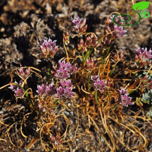 Allium tauricola