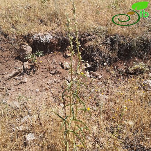 Digitalis-Yüksükotu