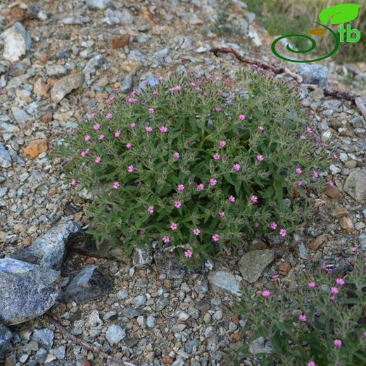 Saponaria syriaca