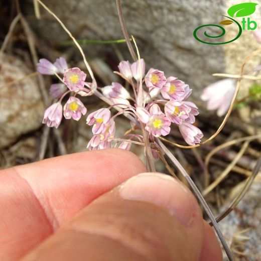 Allium sibthorpianum