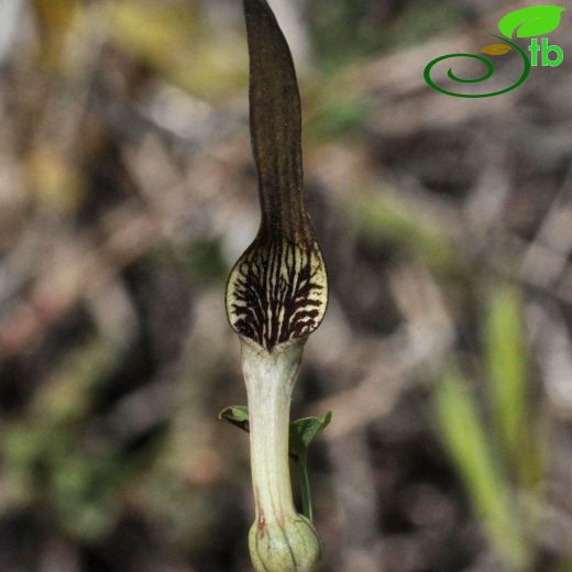 Aristolochia parvifolia