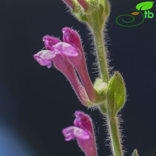 Scutellaria-Kaside