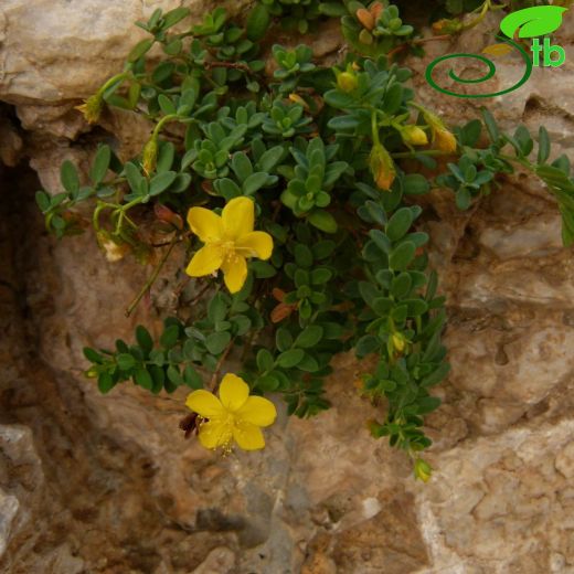 Hypericum malatyanum