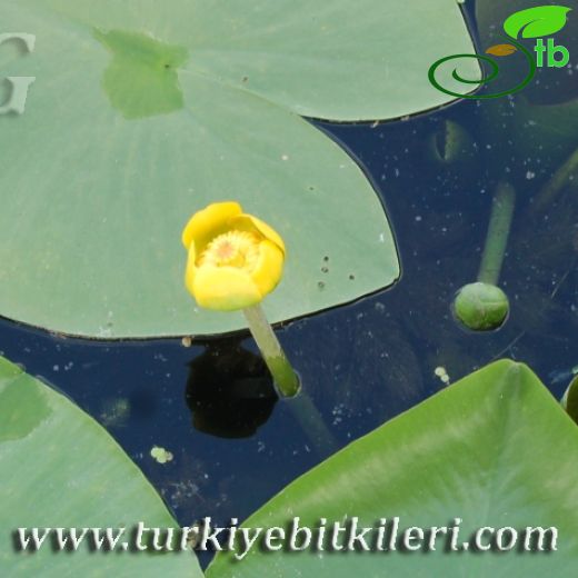 Nuphar-Sarınilüfer