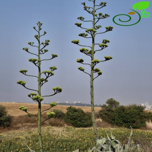 Agave-Sabırlık