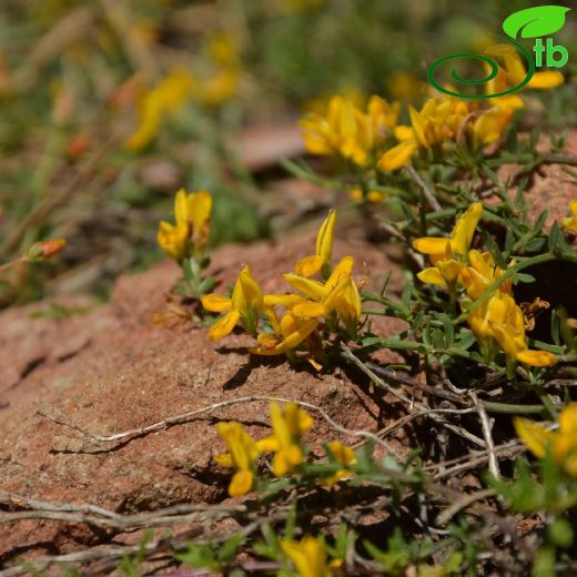 Genista sandrasica