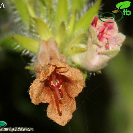 Echium orientale