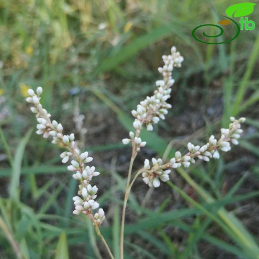Polygonaceae-Madımakgiller