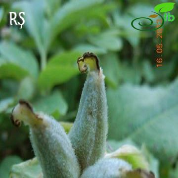 Paeonia mascula
