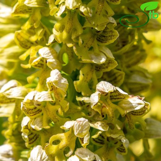Orchis-Salep