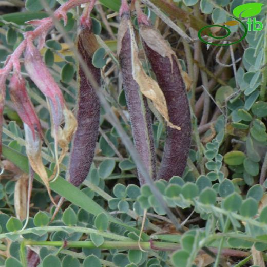 Fabaceae-Baklagiller