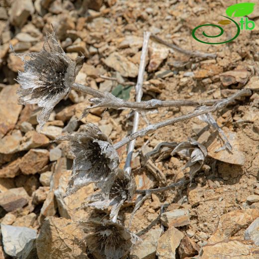 Campanulaceae-Çançiçeğigiller