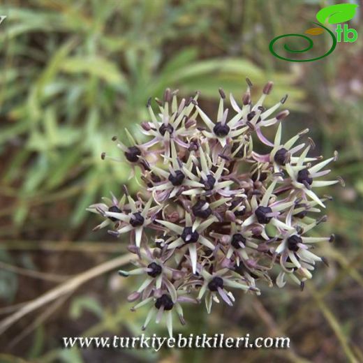 Allium elmaliense