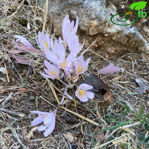 Colchicaceae-Acıçiğdemgiller