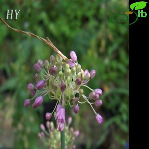 Allium olympicum