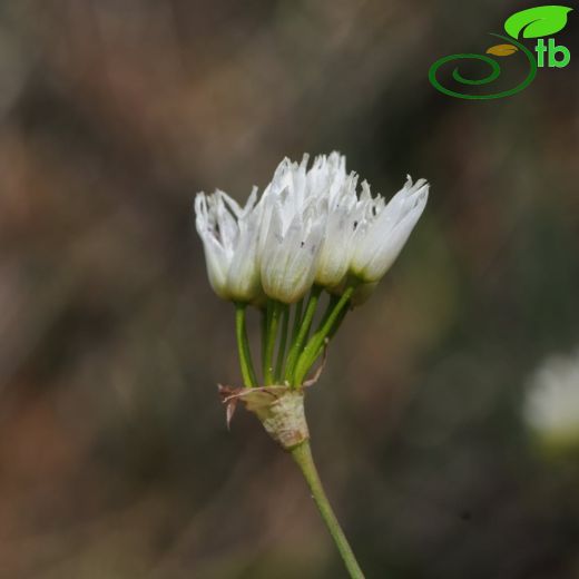 Allium ertugrulii