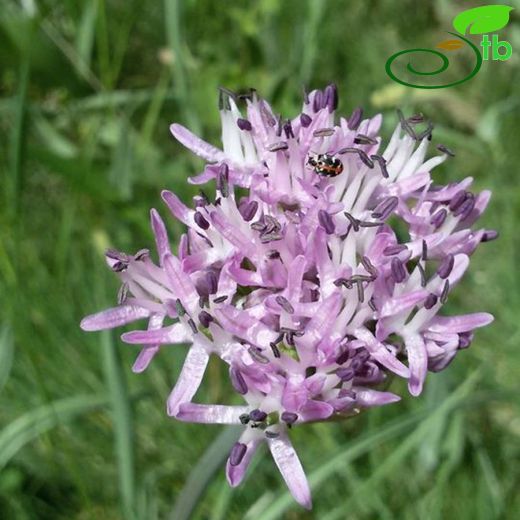 Allium cyrillii