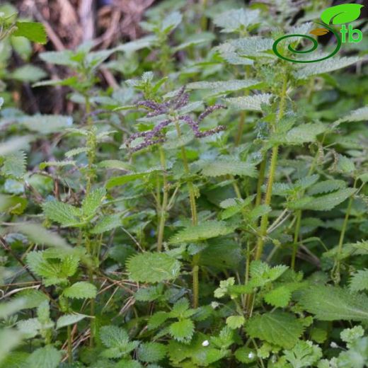 Urtica membranacea