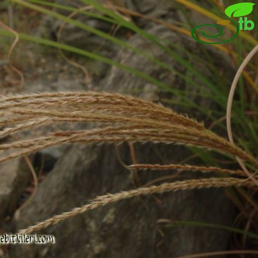 Miscanthus chinensis