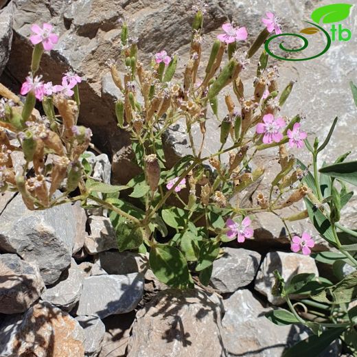 Caryophyllaceae-Karanfilgiller