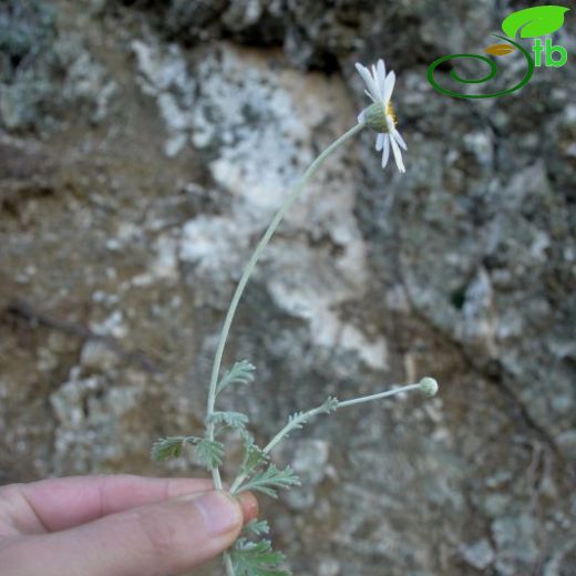 Anthemis tomentosa