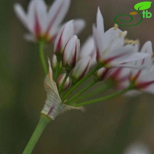 Allium trifoliatum