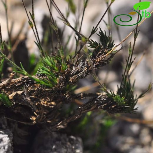 Sabulina umbellulifera