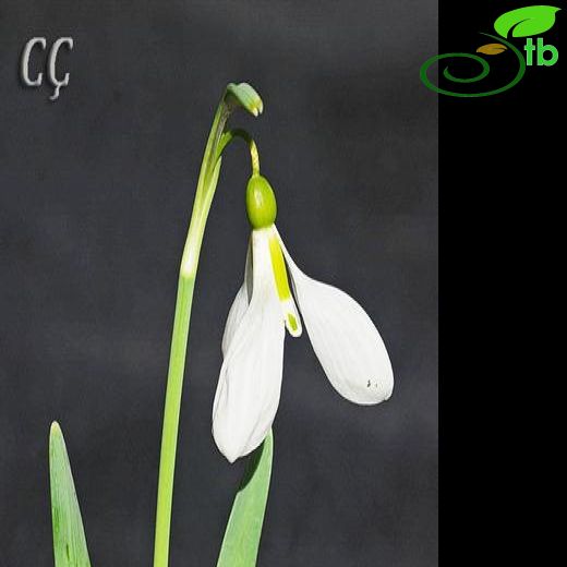 Galanthus elwesii