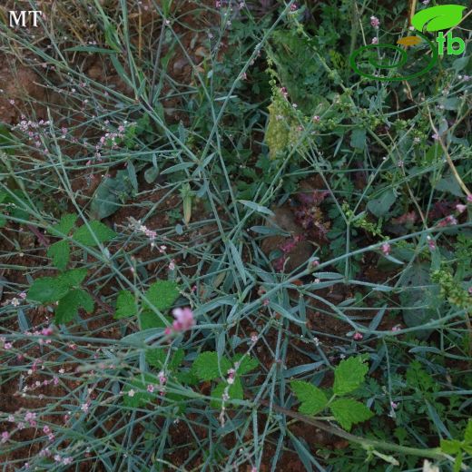 Polygonum arenarium