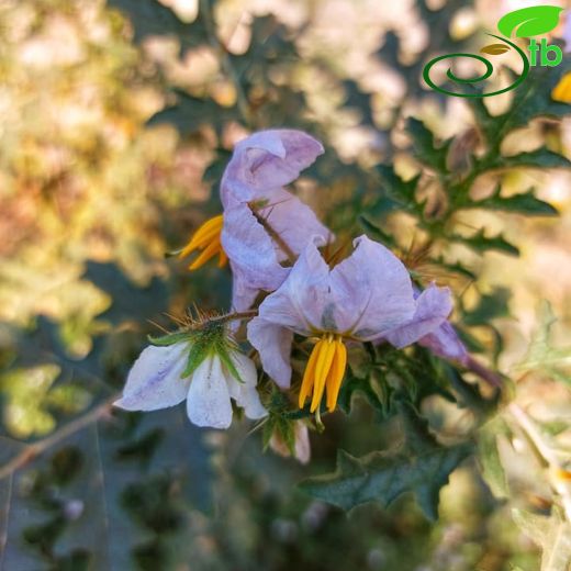 Solanum-İtüzümü