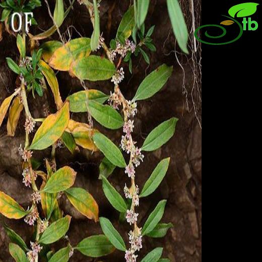 Polygonum cognatum