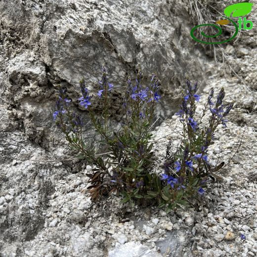 Plantaginaceae-Sinirotugiller