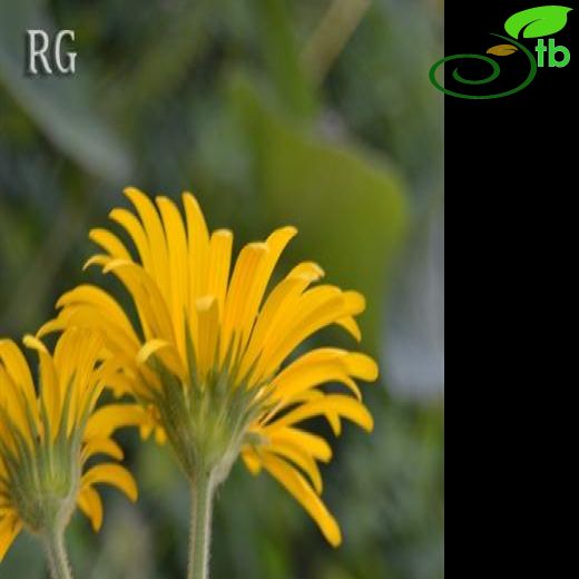 Doronicum balansae