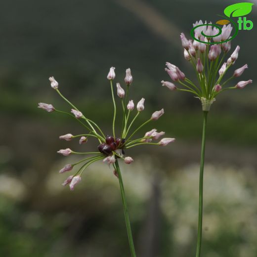 Allium roseum